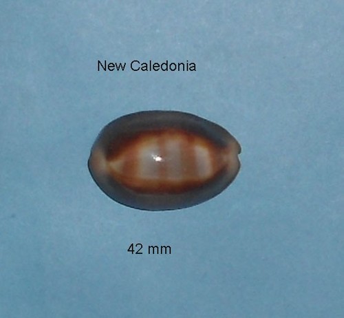 Cypraea ventriculus new - ,