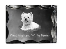 West Highland Blanc Terrier