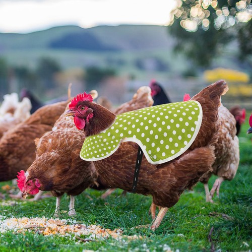Poule poulet 1pc tablier - ,