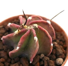 Astrophytum capricorne cv