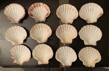 Lot de 12 veritables coquilles