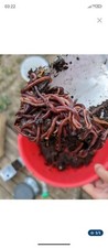 Lombrics / Vers de compost Eisenia pour composteur ou lombricomposteur