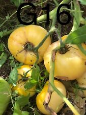 graine / seed tomate taille