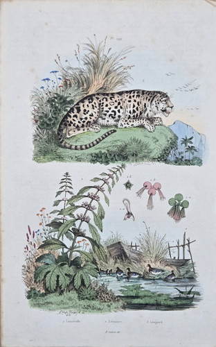 Gravure aquarellée xixe - xixe,