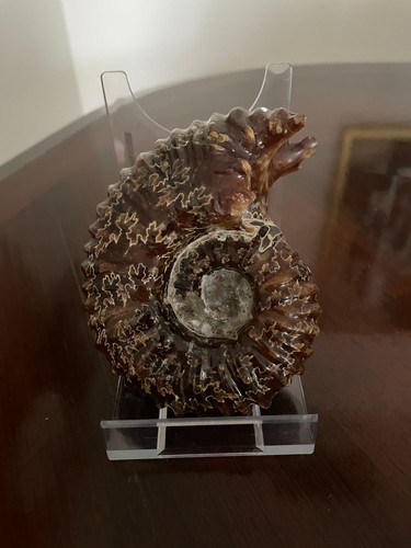 Ammonite douvilleiceras - ammonite,