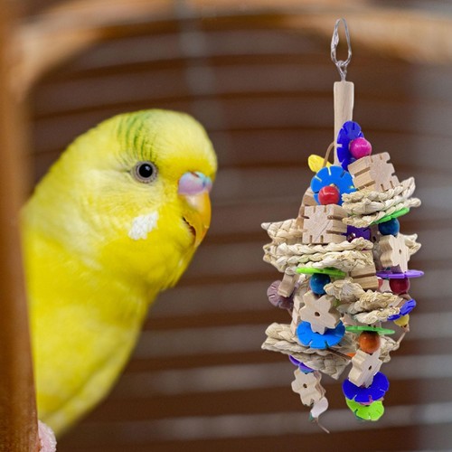 Perroquet oiseau mâcher - perroquet, À