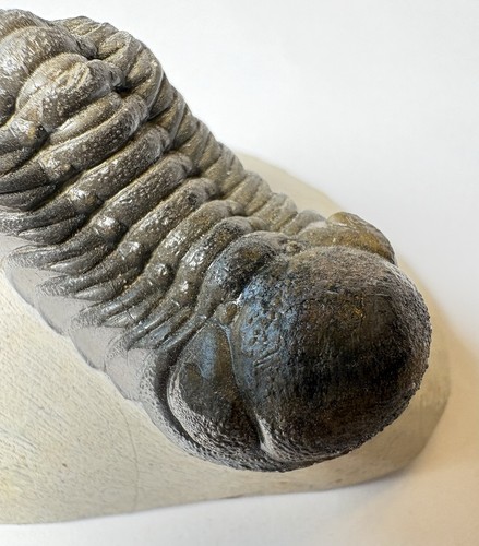 Phacops trilobite fossils - trilobite,