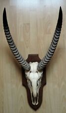 ** ANCIENNES GRANDES CORNES D'ANTILOPE D'AFRIQUE