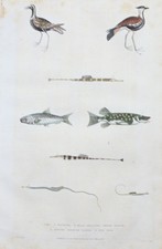 1780 - Brochet Sardine Pilchard Poisson Kiebitz Animaux Gravure Cuivre