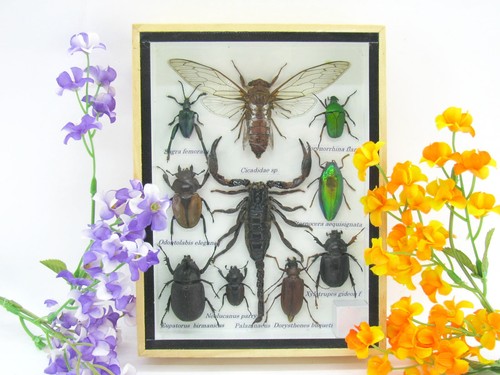 Insectes exotiques réel - 3d,