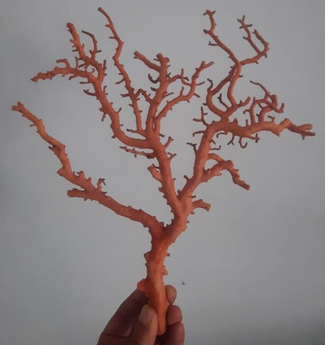 Curiosité taxidermie - curiosité, ,