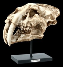 Sabre Tête de Mort Sur Métal