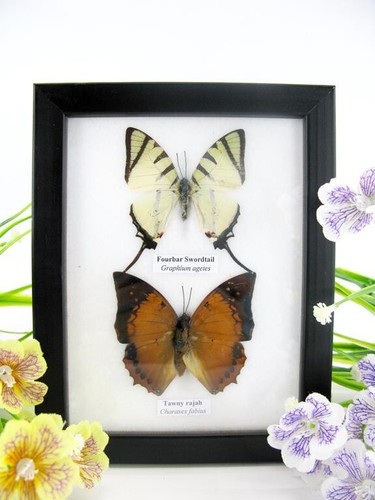 Vrais beaux papillons - vrais,