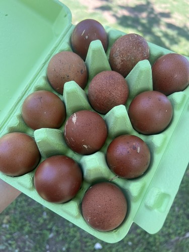 Black copper marans fertile - black,