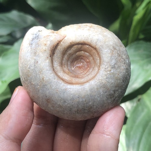 108gr amazing permian whole - 108gr,