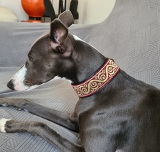 Collier pour chien, lévrier whippet, galgo, saluki, greyhound, barzoï...