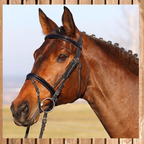 Bridle charleston lacquer - charleston,