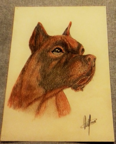 Pastel tete de chien - de, boxer