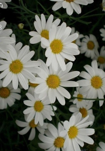 Chrysantheme pyrèthre de - ♫,