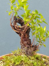 Bonsaï myrte sauvage 27 x 15