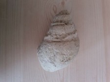 Fossile de coquillage marine