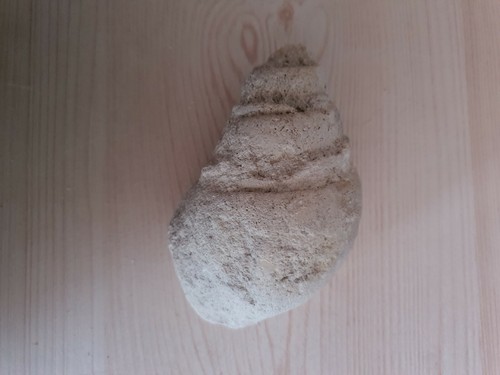 Fossile coquillage marine - coquillage,