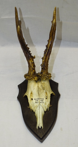 Joli ancien trophee chasse - trophee,