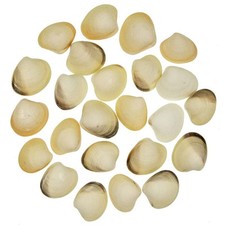 Coquillages meretrix meretrix entiers - 3.5 à 5 cm - Lot de 5