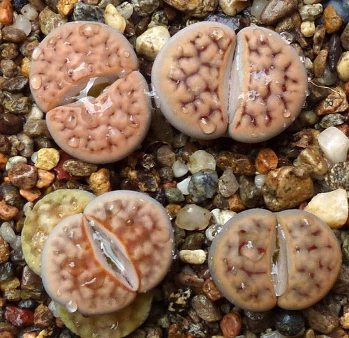 Lithops karasmontana ssp