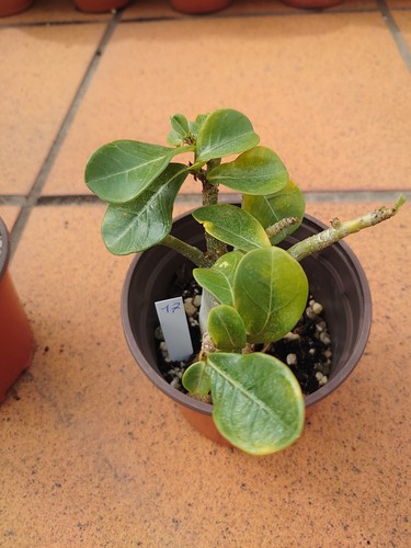 Adenium obesum - adenium,