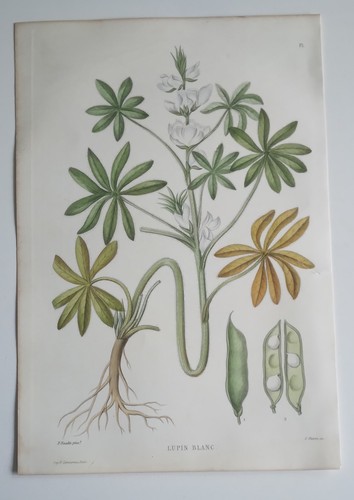 Planche botanique gravée sur - botanique,