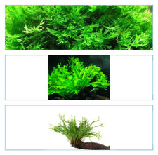 2 x microsorum Windelov fougère de Java cichlidé robuste plante  pour bois roche