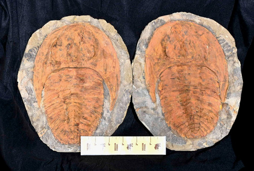 Large cambrian fossil - cambrian,