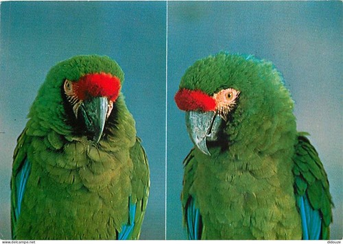 Carte postale animaux - postale,