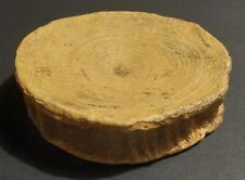 Réplique de vertèbre fossile d'otodus obliquus résine 10 cm