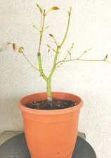 Erable du Japon - Acer