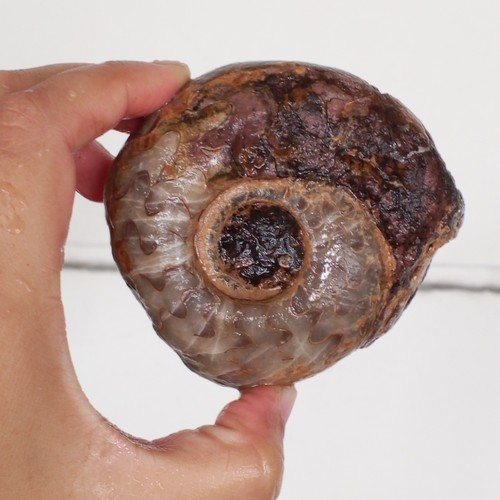 264gr top rare whole - rare,