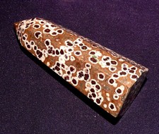 Corail Fossile Pétrifié