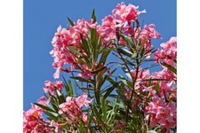 25 graines de laurier rose / Nerium oleander seeds /  Semis haie arbuste arbre 