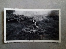 Ancienne photo  chien de