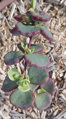 Sedum sieboldii combo - sedum, pink'
