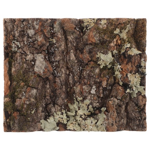 écorce arbre gecko - Écorce, d'arbre