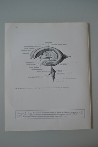 Planche anatomie humaine - planche, d'anatomie