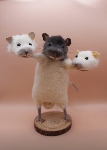 Taxidermy rat curiosities - taxidermy,