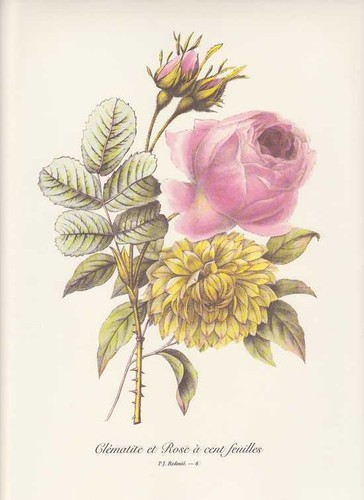 Bouquet roses clematis - roses,