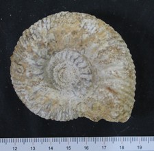 Ammonite fossile Bajocien