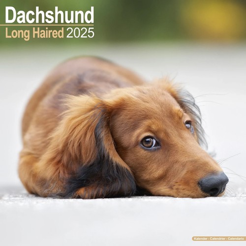 Calendrier 2025 teckel poil - -,