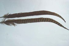 2 x Plumes queue de FAISAN