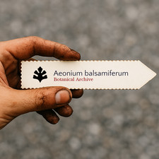 Aeonium balsamiferum 1000