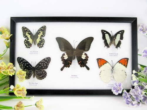 Papillons taxidermie cadre - 5,